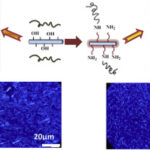 The role of particle surface functionality and microstructure development in isothermal and non-isothermal crystallization behavior of polyamide 6/cellulose nanocrystals nanocomposites.